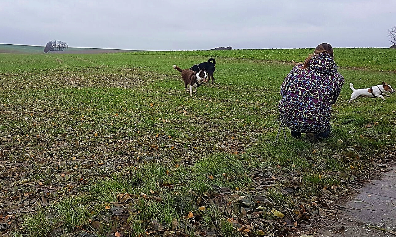 man beachte rechts im Bild! "Flying Dog"