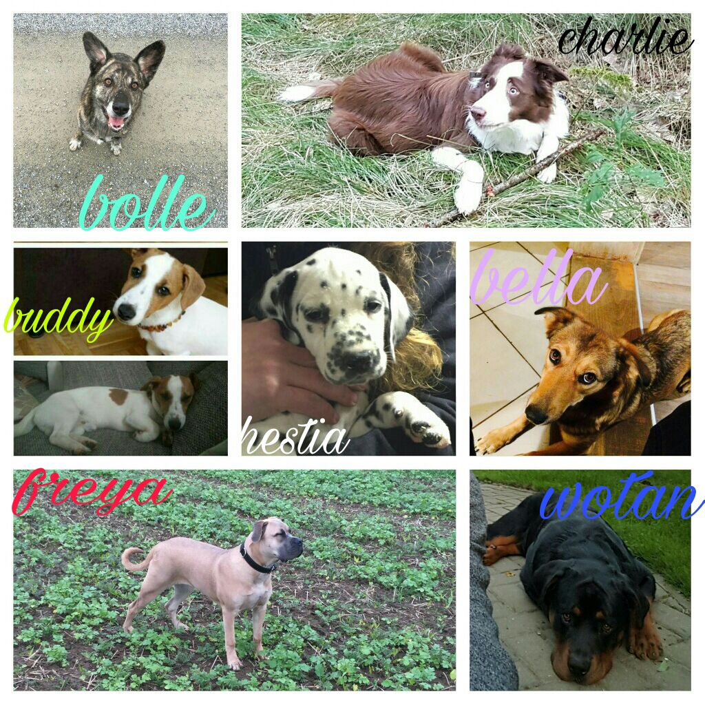 Unsere Hundetrainingsgruppe!!