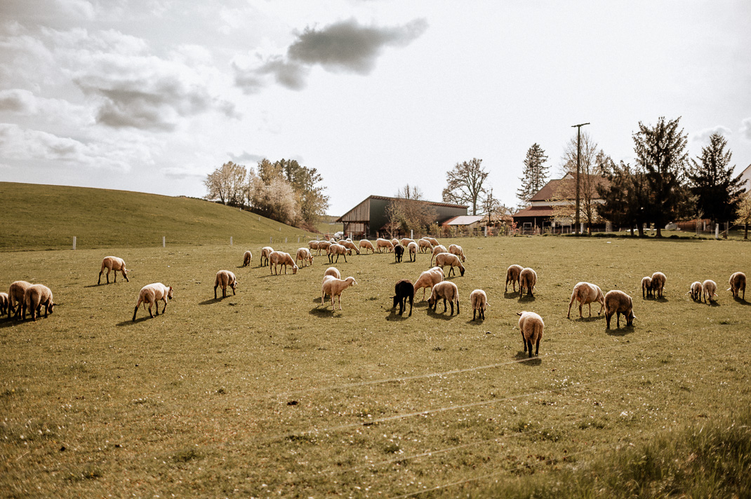 Schafe auf einer Weide bei Maiers Hofstubn, Haag an der Amper.