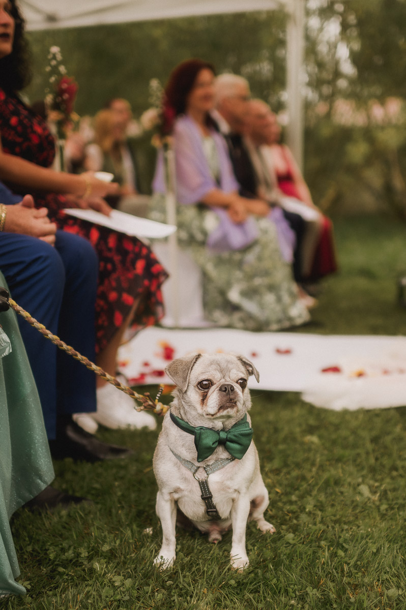 Ein Mops mit Fliege bei einer freien Trauung