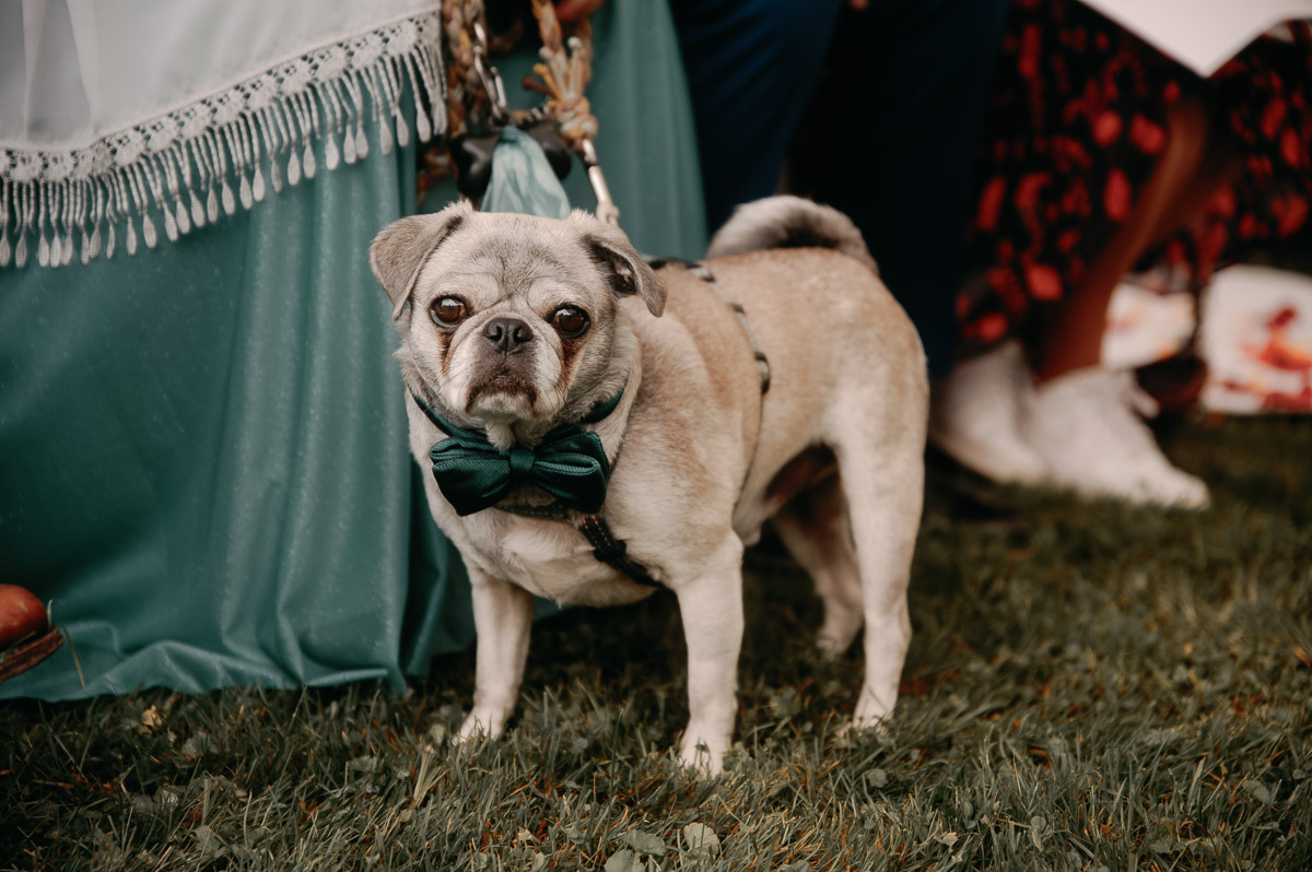 Ein schicker Mops auf der Hochzeit