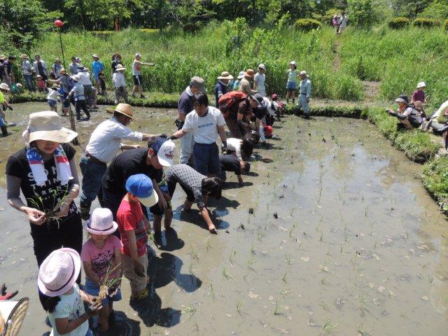 5月 田植え