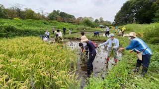 稲刈り作業