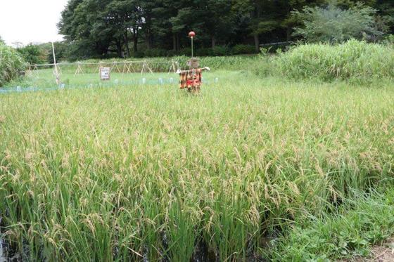 9月 実りの田んぼ