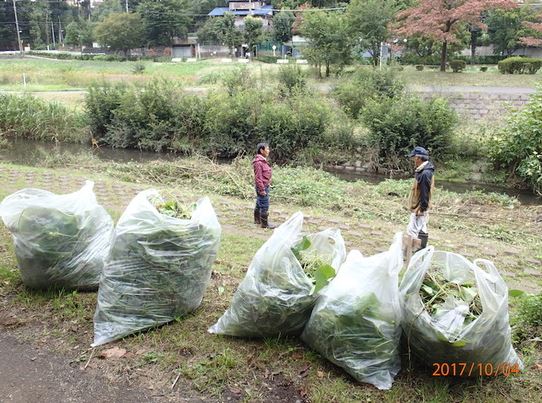 外来植物駆除（6月～11月不定期）