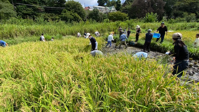 さあ稲刈り開始