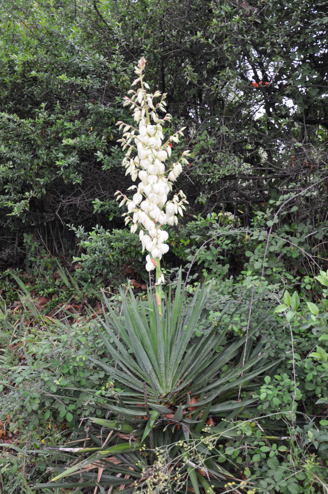 Yucca gloriosa