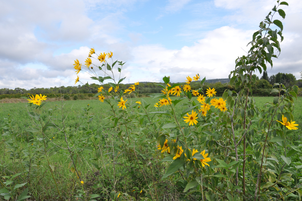 Helianthus tuberosus (Topinambour)