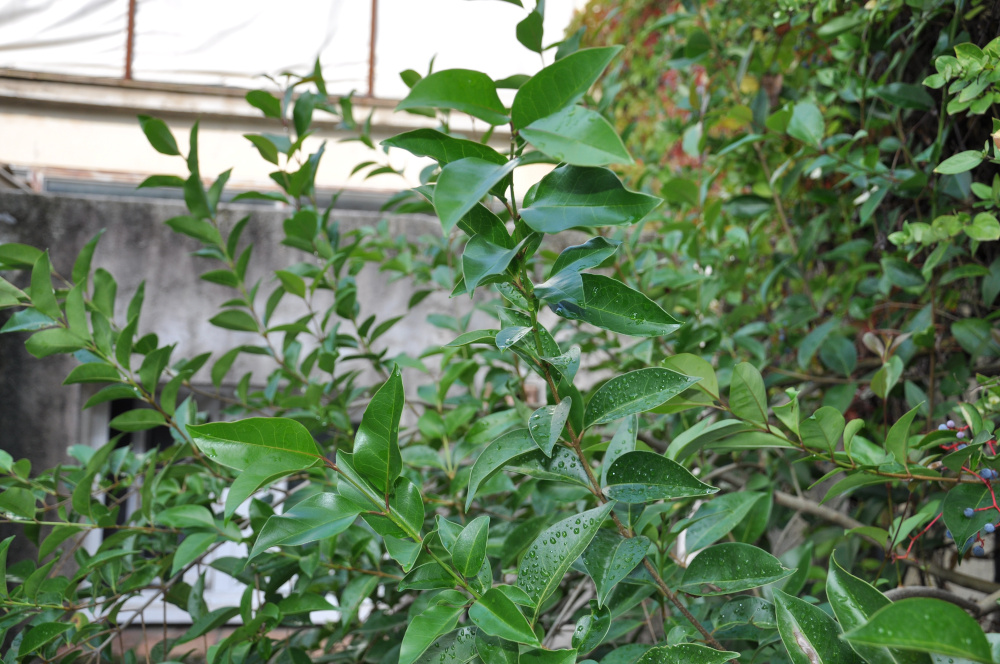 Ligustrum lucidum (Troène luisant)