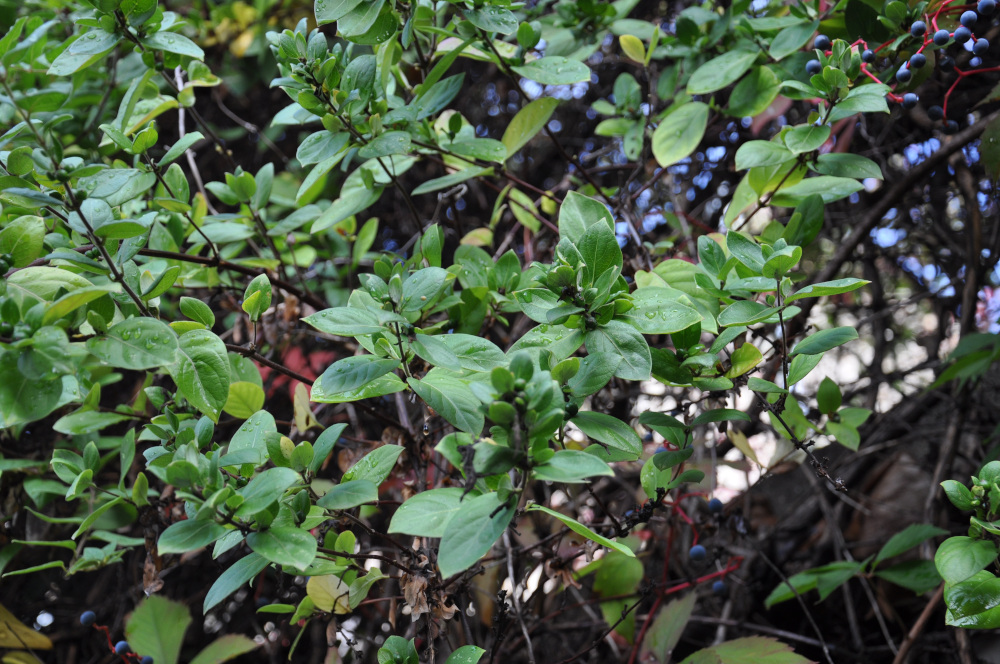 Lonicera japonica (Chèvrefeuille du Japon)