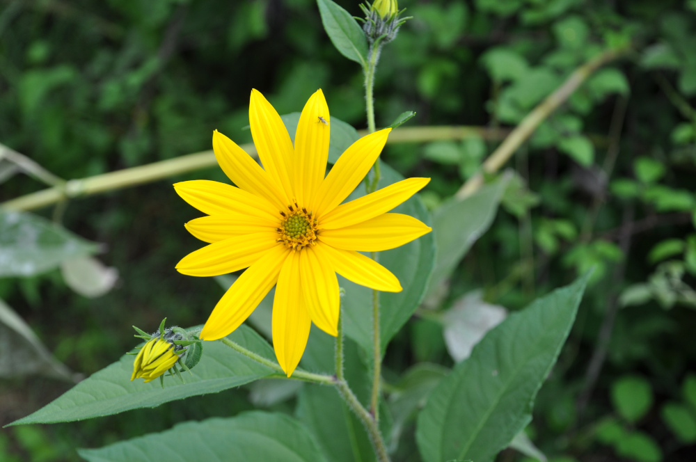 Helianthus tuberosus fleur (Topinambour)