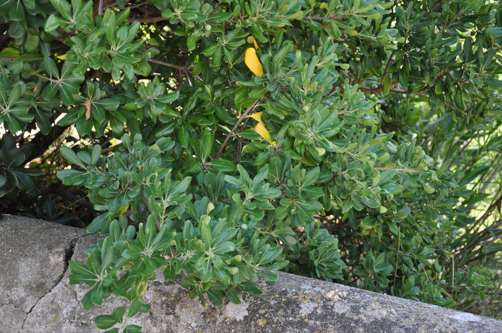 Pittosporum tobira (Arbre des Hottentots)