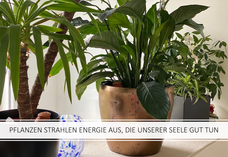 Pflanzen strahlen Energie aus, die unserer Seele gut tun.