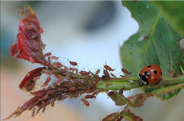 Coccinelle mangeant des pucerons
