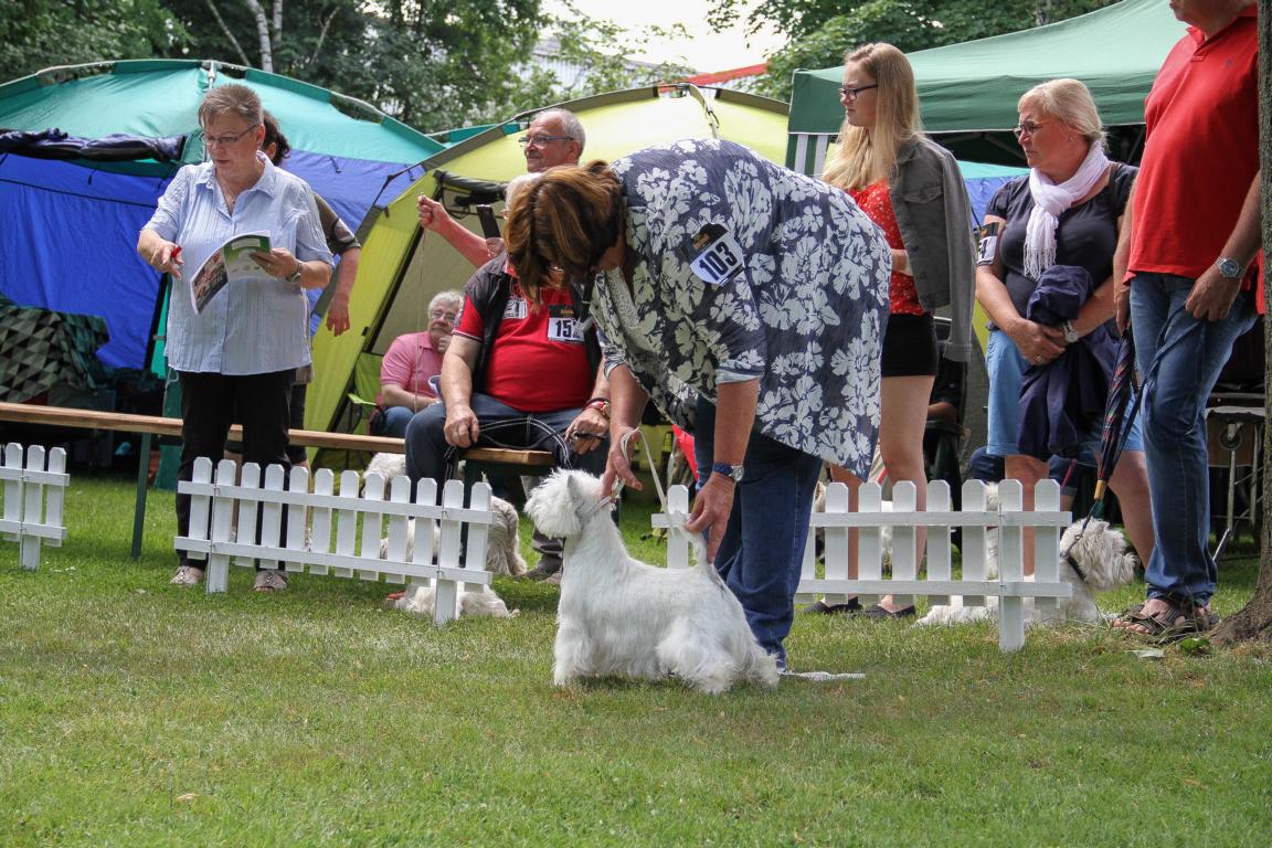 Rassebeste Klub für Terrier OG Dormagen
