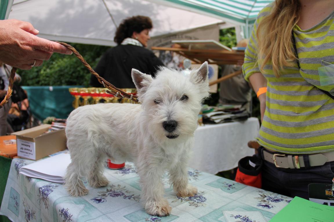 Rassebeste Klub für Terrier OG Dormagen