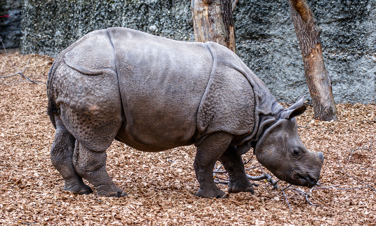 Nashorn by Marcel Haag