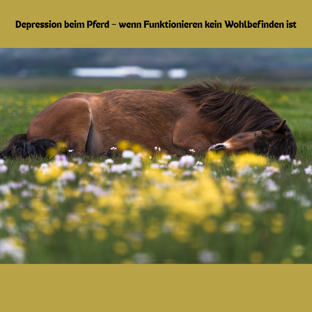Depression beim Pferd – das übersehene Leiden