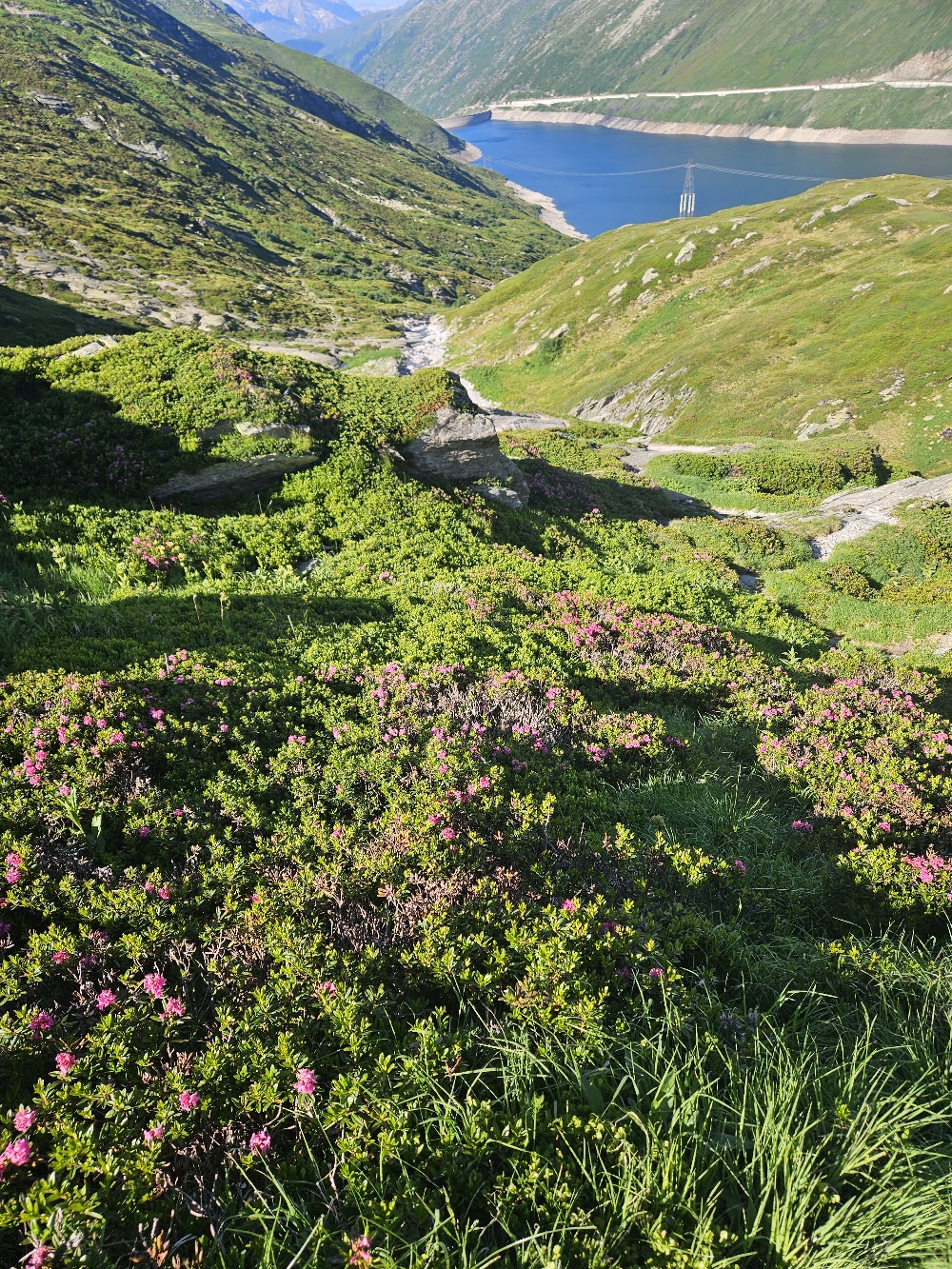 Alpenröschen überm La di Santg Maria.