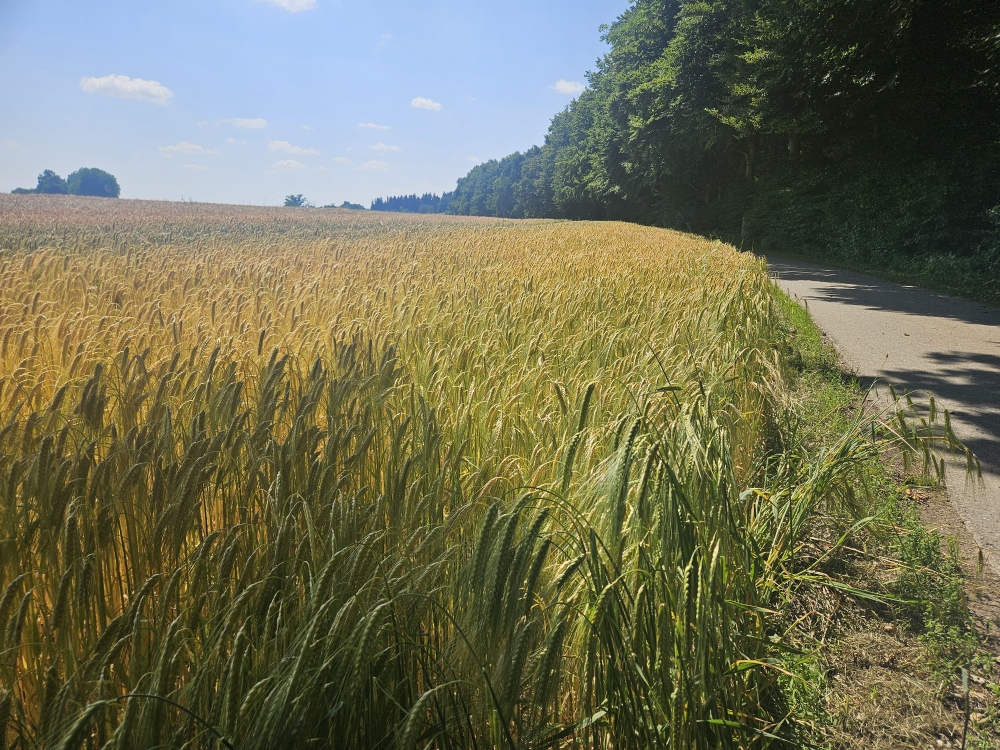 Am Buchbühl.