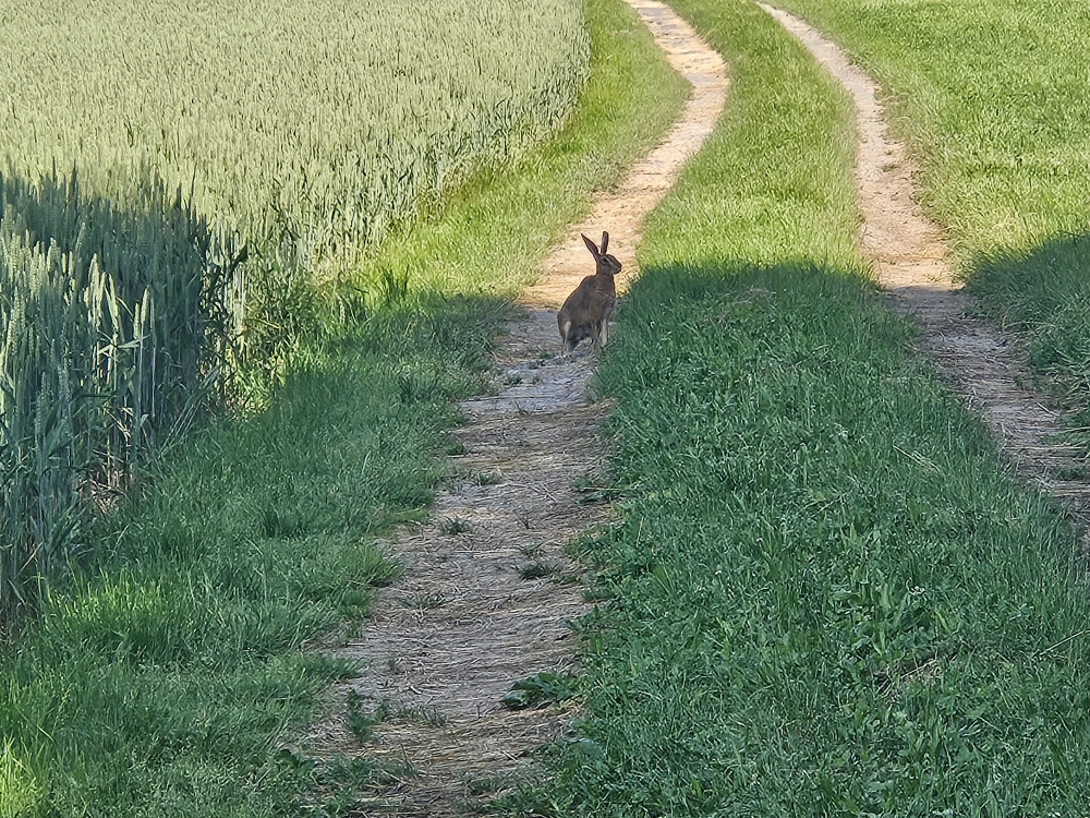 Ertappt! Hase bei Hifringen.