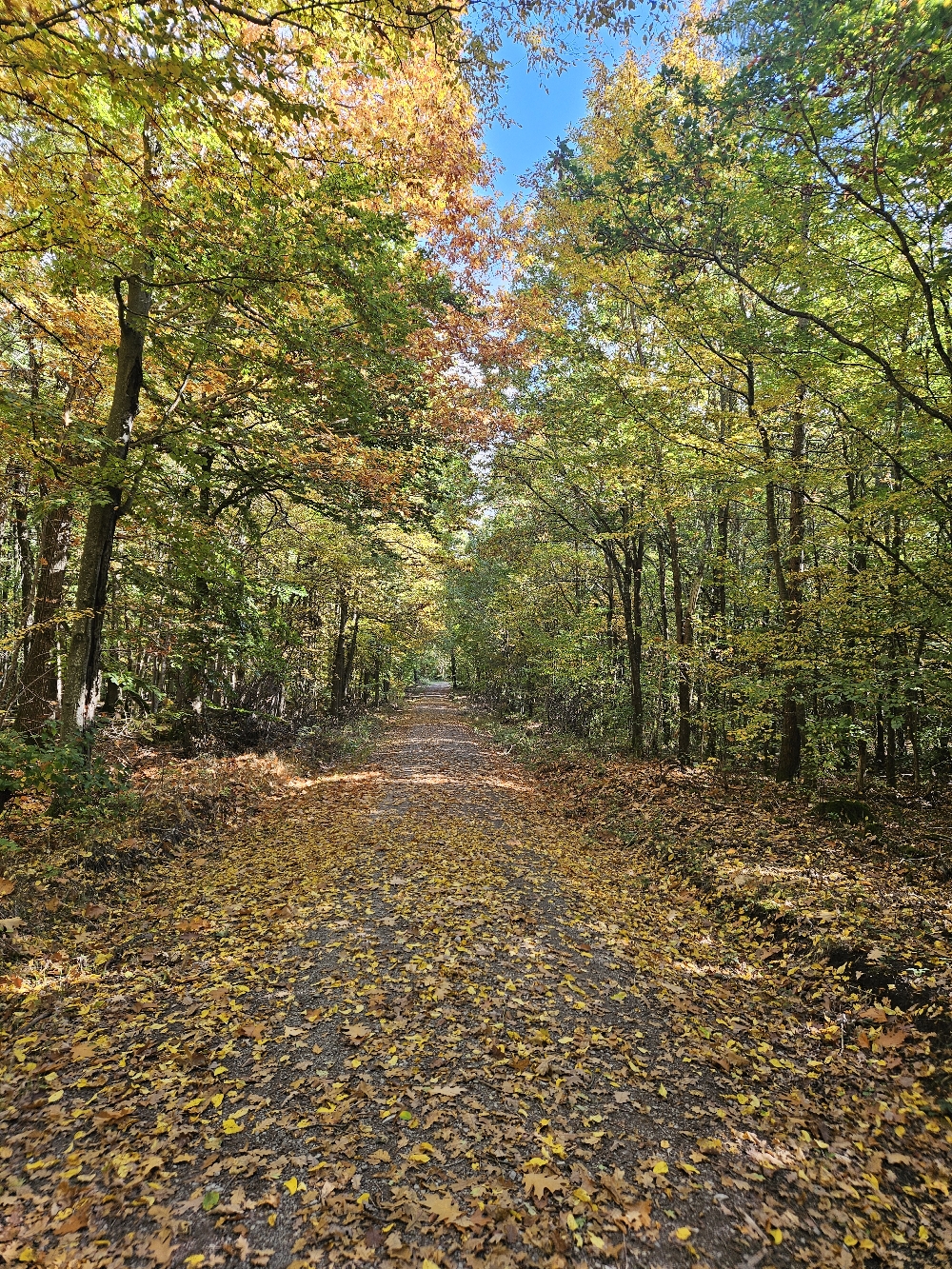Herbstwald. Hier: Schweinsdorfer Ranken.