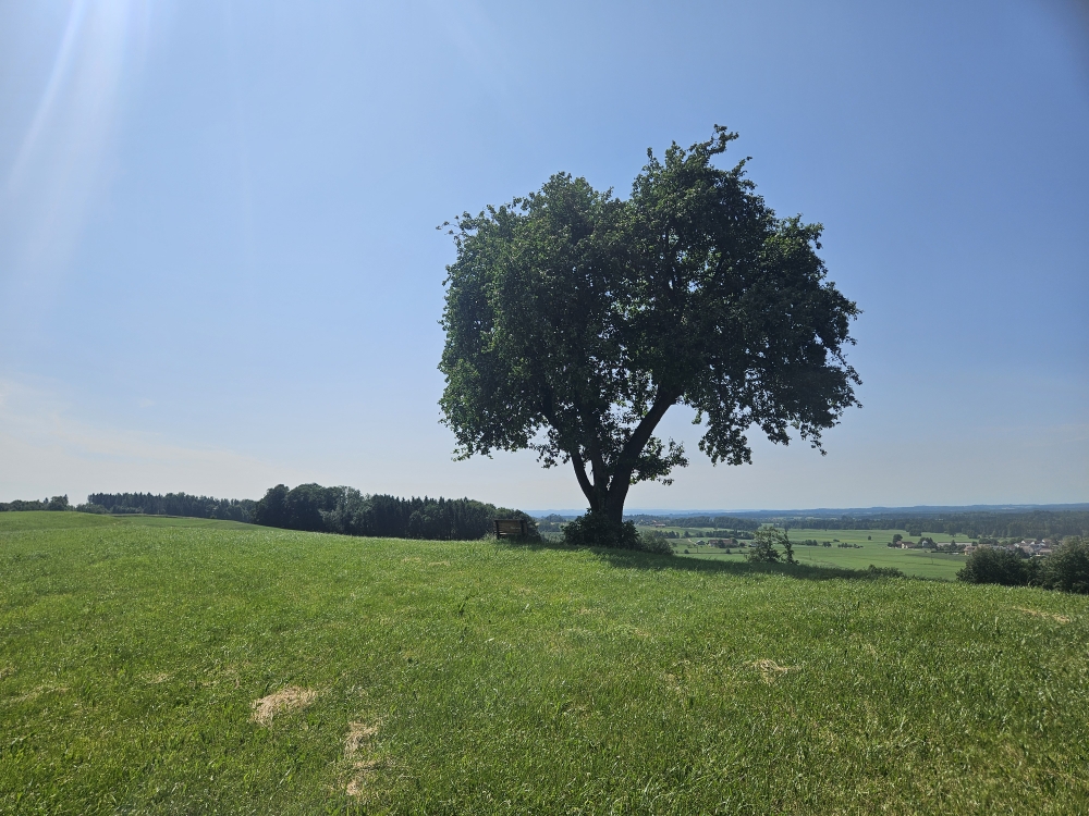 Linde bei Reinhardsweiler.
