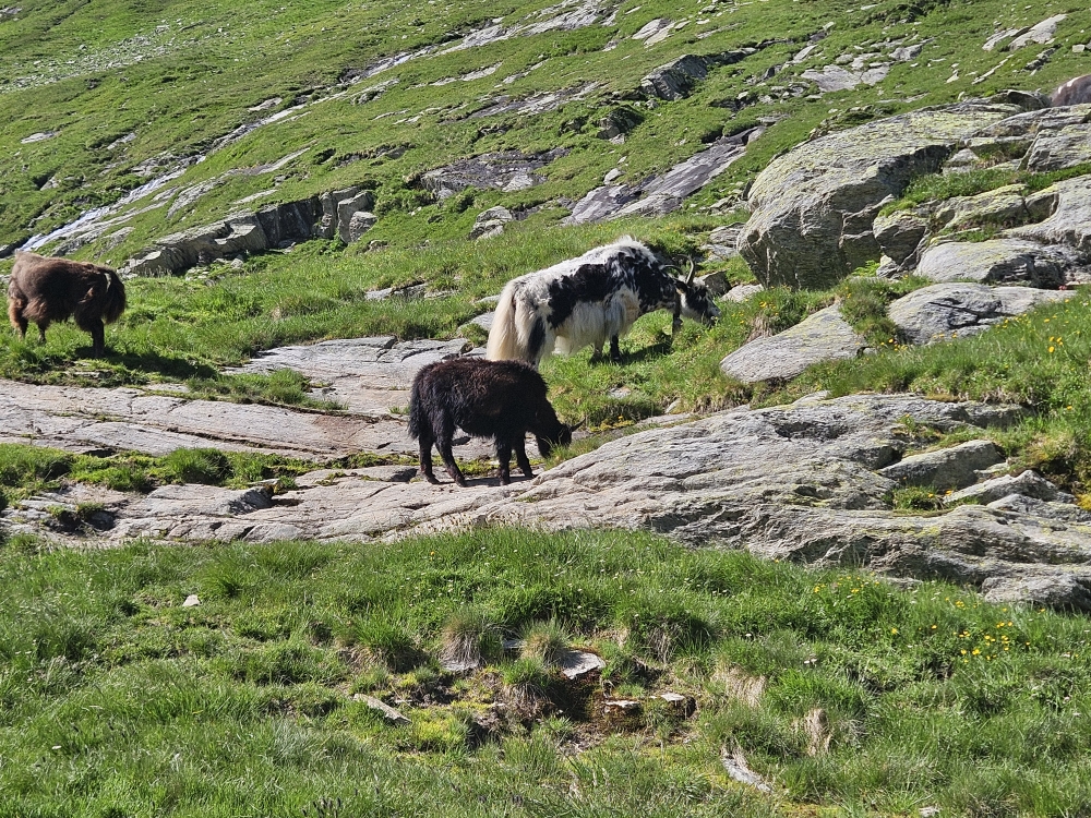 Yak-Herde im Val Cadlimo.