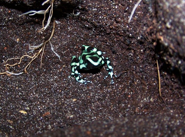 Dendrobates auratus nominat (Karibikseite)