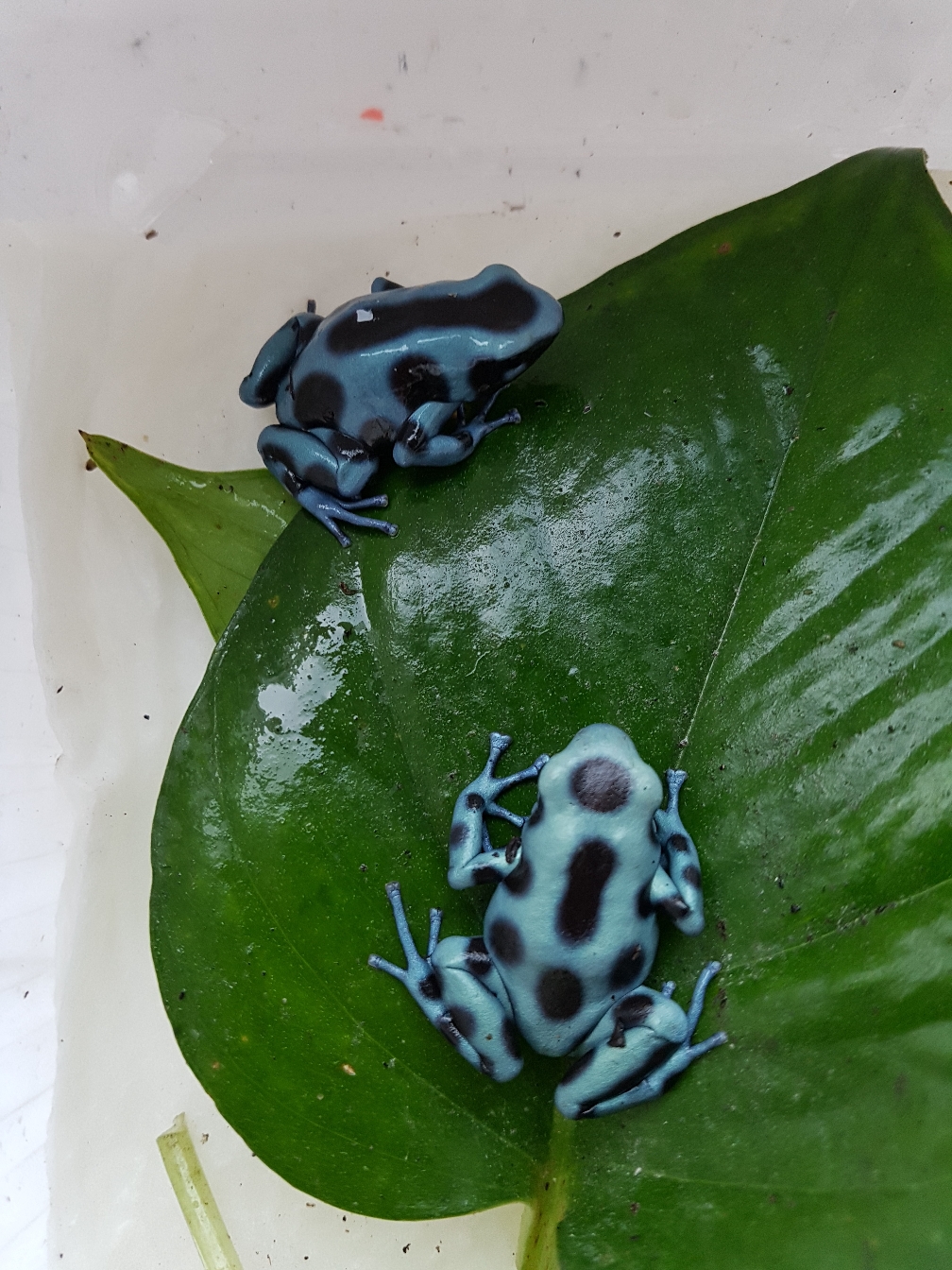 Dendrobates auratus calobre