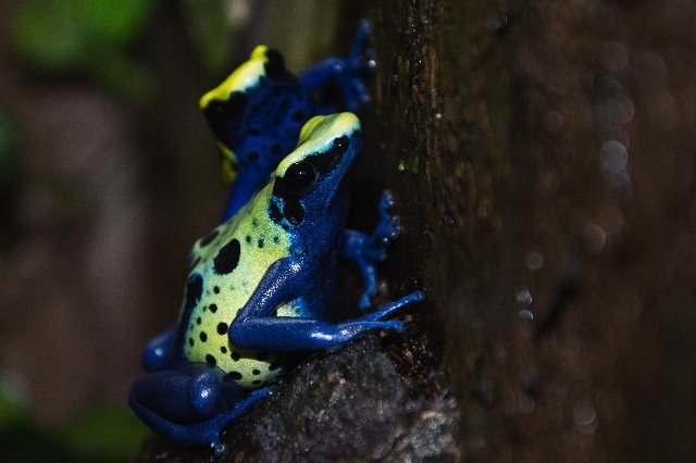 Dendrobates tinctorius Green Sipaliwini 