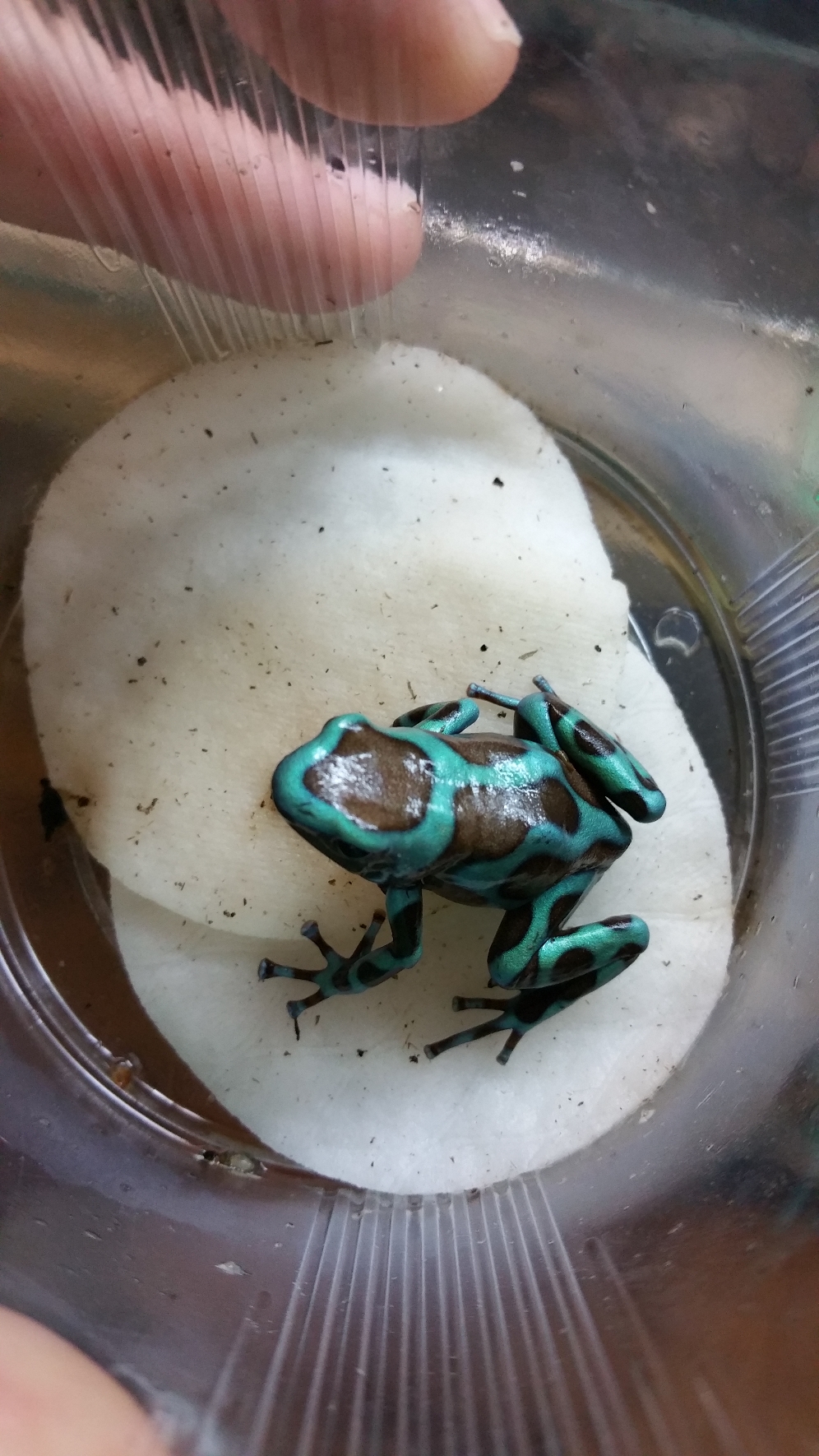 Dendrobates auratus Bronce Birkhahn 