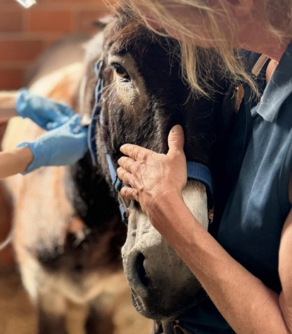 Kranker Esel, kranke Hunde, Hochsaison