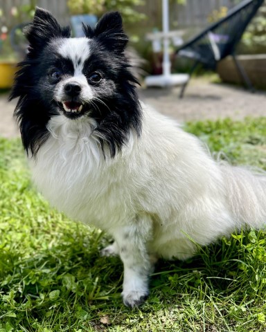 Hund Manni macht Urlaub bei uns