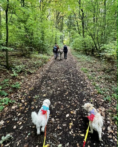 Wandern mit Eseln durchs Ahrtal