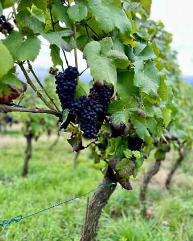 Ahrwein ist eingefangener Sonnenschein