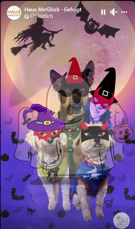 Hunde Halloween