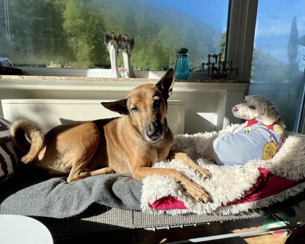 Der Hunde Platz an der Sonne