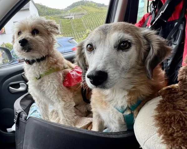 Einheit & Frieden bei den Hunde Mädels