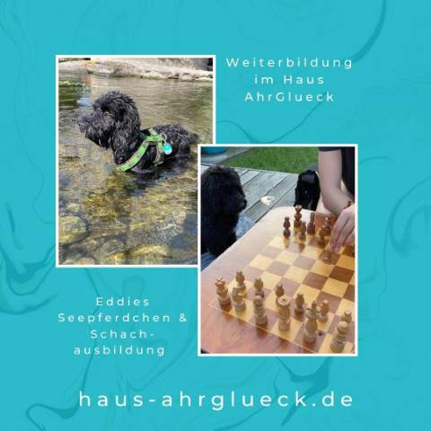 Hunde Eddie lernt schwimmen in der Ahr