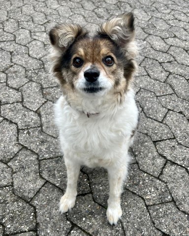 Hund Wilma macht bei uns Urlaub