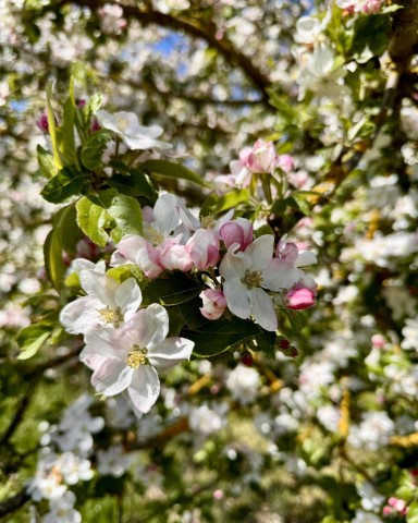 Wein Frühling im Ahrtal
