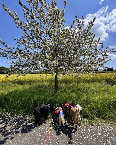 Auch ein schöner Hunde Rücken kann entzücken