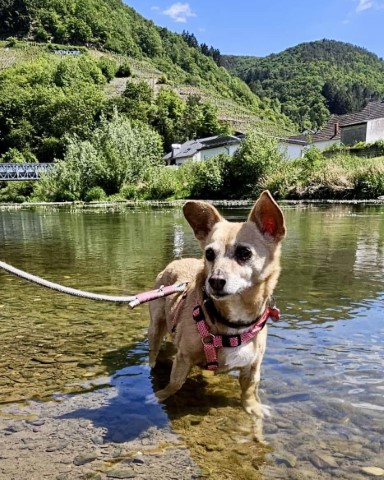 Ein Hunde Bad in der Ahr