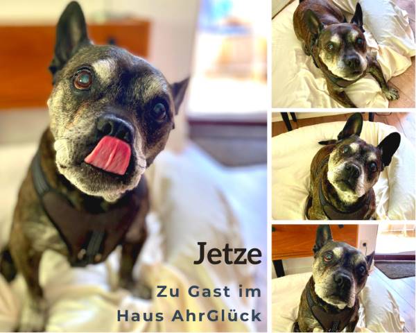 Hund Jetze ist wieder da