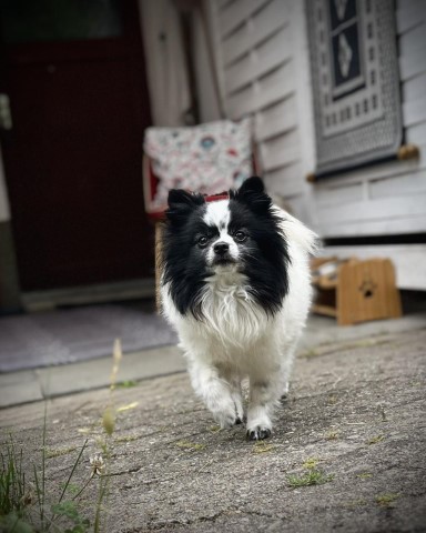 Hund Manni macht wieder Urlaub bei uns
