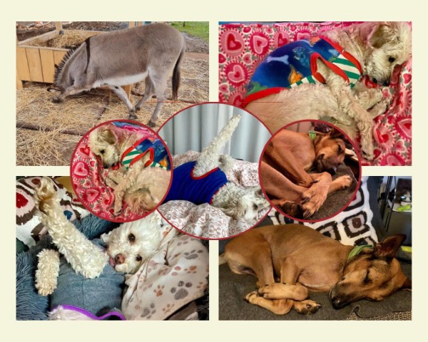 Hunde  und Esel Yoga