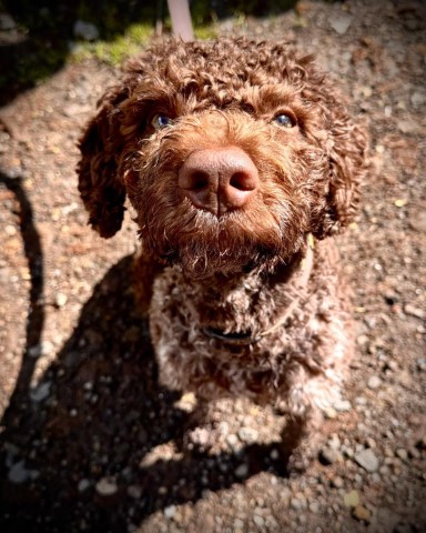Gast Hund Rudi übt auf dem Weinfrühling