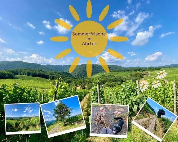 Sommerfrische im Ahrtal - Buchungslücken
