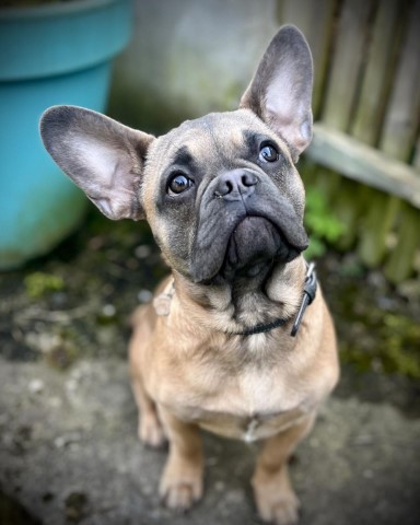 Der erste Urlaub für Hund Carlos in unserem Ferienappartement